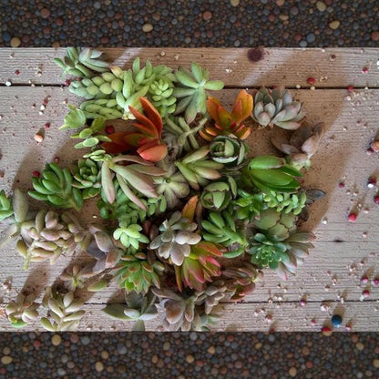 succulent cuttings mix 25 assorted live succulent cuttings on wooden surface for DIY planter starter set and easy care indoor garden gift