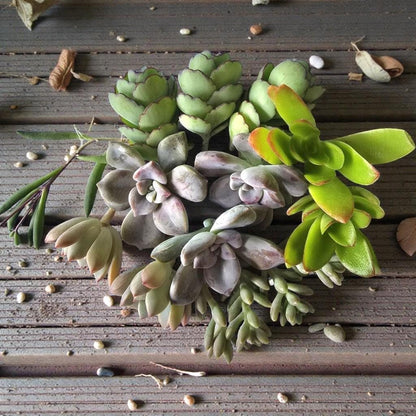 Alternate angle — Freshly Cut Succulents 25 | Cacti Nest