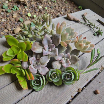 Alt Tag: live succulent cuttings for propagation set of freshly cut rosette and mixed succulents for DIY planters, easy care indoor decor gift