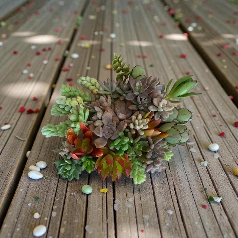 Alt Tag: succulent cuttings mix 25 assorted live succulent cuttings bundle for DIY planters, terrariums, and easy-care indoor gardening