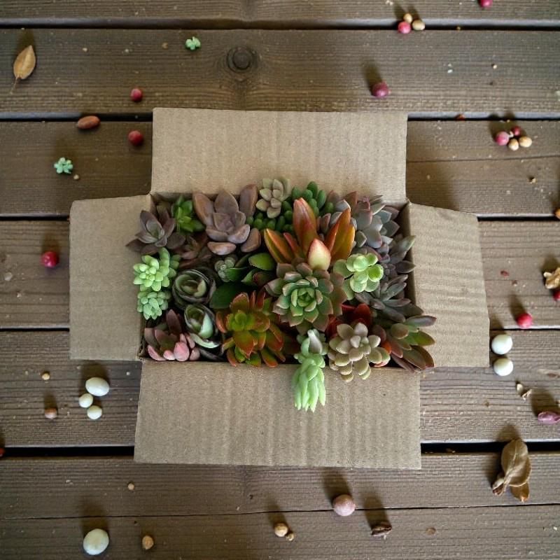 Alt Tag: succulent cuttings mix 25 assorted live succulent cuttings in open shipping box for DIY planter starter set, easy care indoor plants