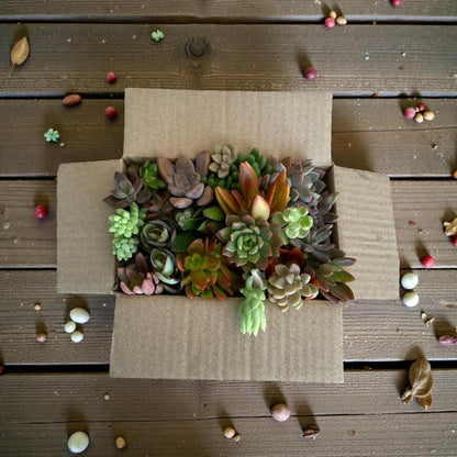 Alt Tag: succulent cuttings mix 25 assorted live succulent cuttings in open shipping box for DIY planter starter set, easy care indoor plants