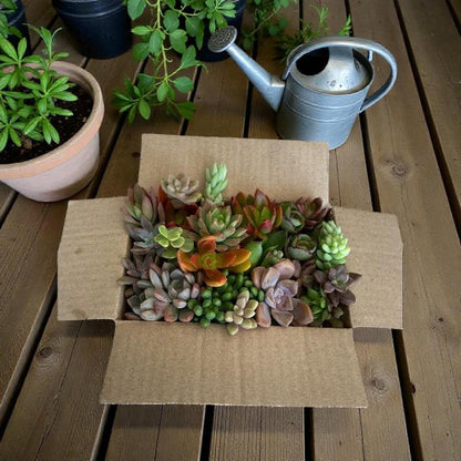 succulent cuttings mix 25 assorted live succulent cuttings in open shipping box on wooden deck with watering can and potted plants