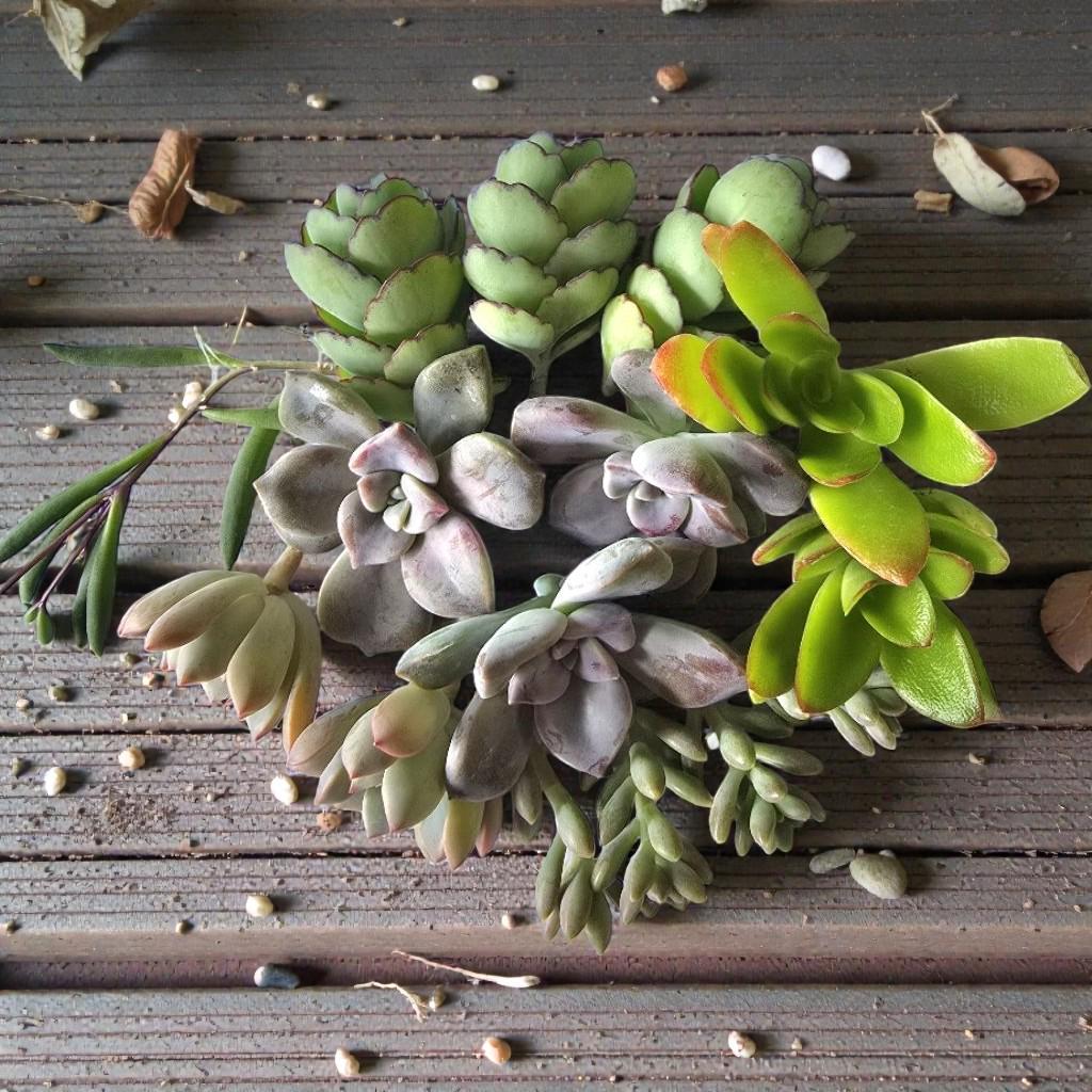 Alt Tag: live succulent cuttings for propagation set of 20-25 mixed succulent stems on rustic wood for DIY planters, terrariums, home decor gift