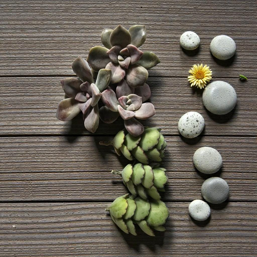 Alt Tag: live succulent cuttings for propagation arranged on wooden background with pebbles and small yellow flower