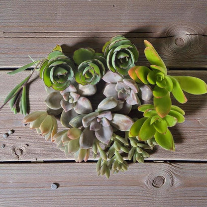 Styled display — Freshly Cut Succulents 25 | Cacti Nest