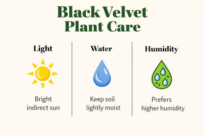 Side view — Black Velvet Plant Corm Starter | Cacti Nest