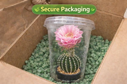 Overhead view — Live Flowering Cactus Plant | Cacti Nest