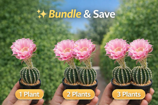 Alternate Angle of Live Flowering Cactus Plant, Easy Care Indoor Succulent, Blooming Decorative Houseplant, Unique Gift for Plant Lovers, highlighting its cactus look and listing presentation
