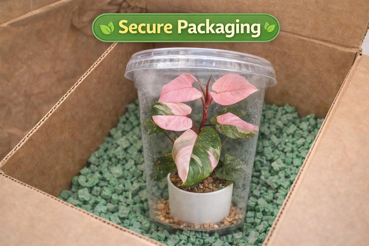 Packaging view — Pink Princess Variegated Plant | Cacti Nest