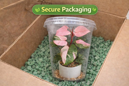Packaging view — Pink Princess Variegated Plant | Cacti Nest