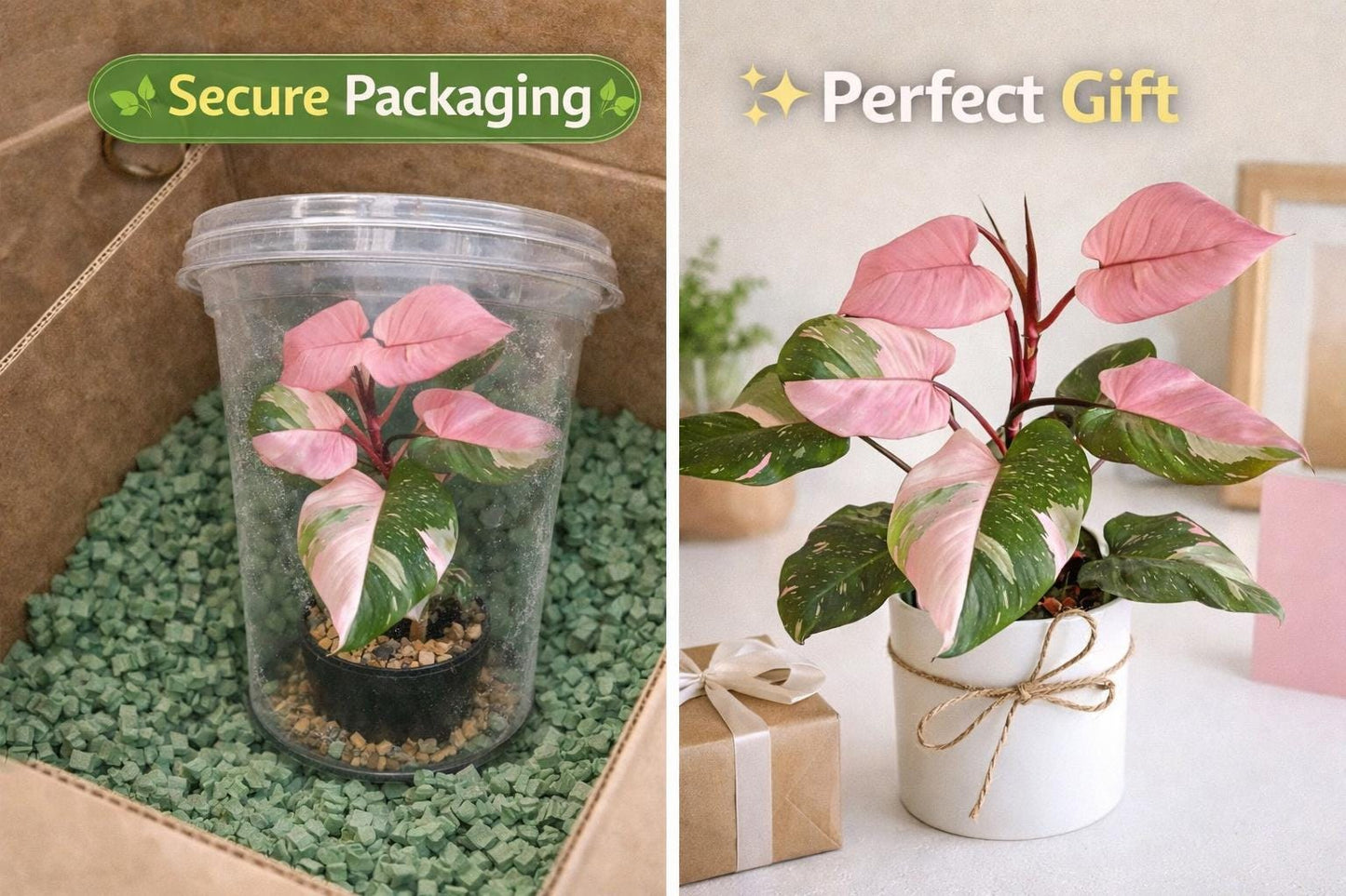 Overhead view — Pink Princess Variegated Plant | Cacti Nest