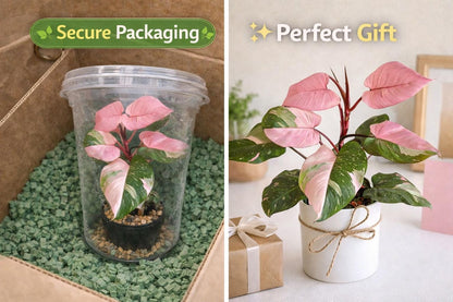 Overhead view — Pink Princess Variegated Plant | Cacti Nest