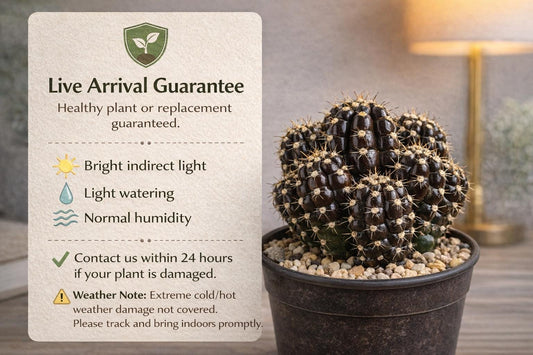 Alternate Angle of Mini Glossy Brown Cactus Plant, Live Indoor Succulent Gift, Glossy Finish Houseplant, Easy Care Indoor Garden Decor, highlighting its cactus look and listing presentation
