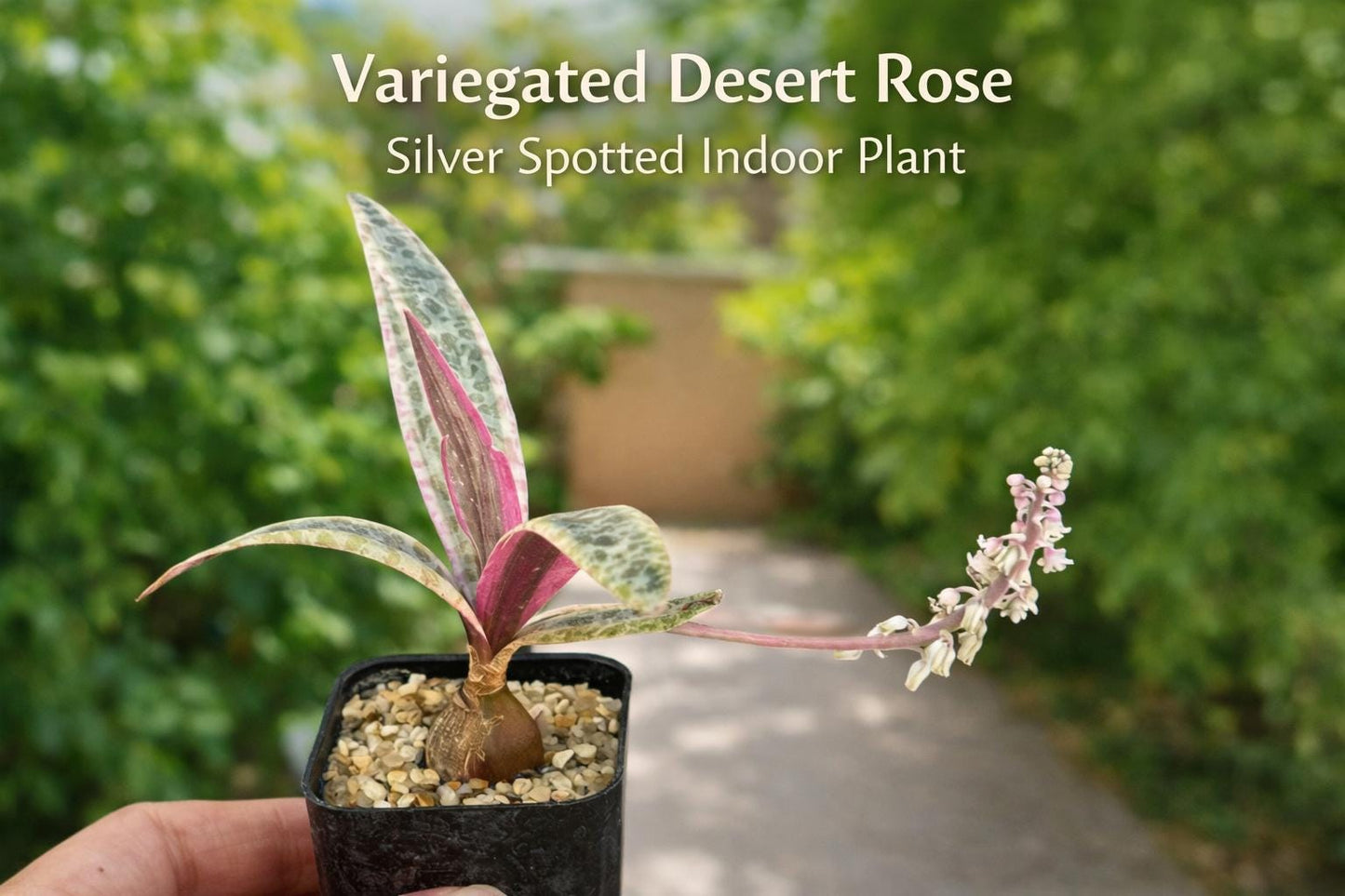 Main product photo of Variegated Desert Rose Indoor Plant, Silver Spotted Succulent Houseplant, Easy Care Live Desk Plant, Unique Gift for Plant Lovers, showing the primary view of the listing