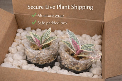 Side view — Variegated Desert Rose Indoor Plant | Cacti Nest