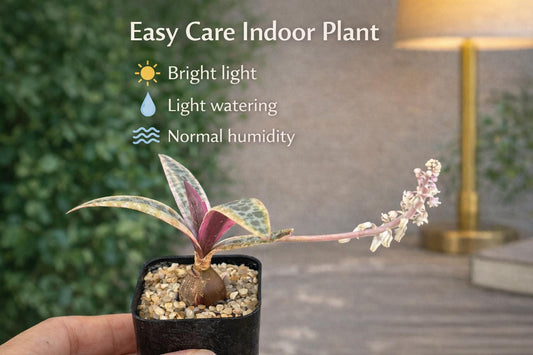 Alternate angle — Variegated Desert Rose Indoor Plant | Cacti Nest