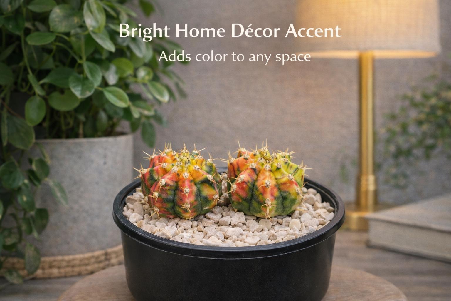 Styled display — Multicolor Cactus Plants | Cacti Nest