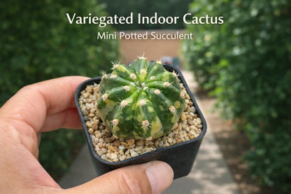 Main product photo of Variegated Indoor Cactus Plant, Mini Potted Succulent Decor, Easy Care Live Houseplant Gift, showing the primary view of the listing