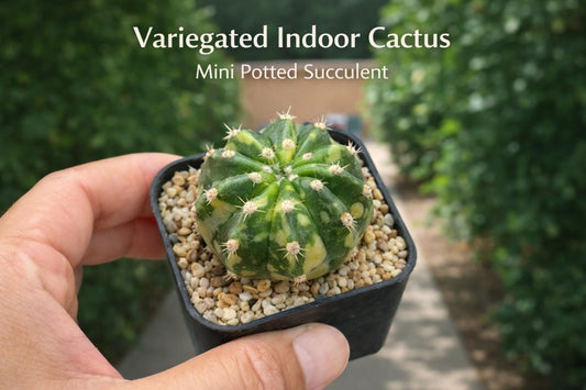 Main product photo of Variegated Indoor Cactus Plant, Mini Potted Succulent Decor, Easy Care Live Houseplant Gift, showing the primary view of the listing