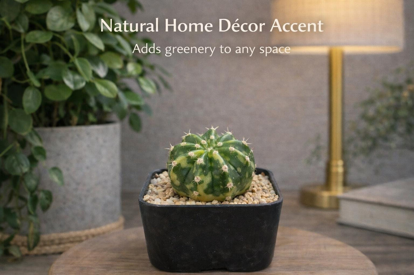 Side view — Variegated Indoor Cactus Plant | Cacti Nest
