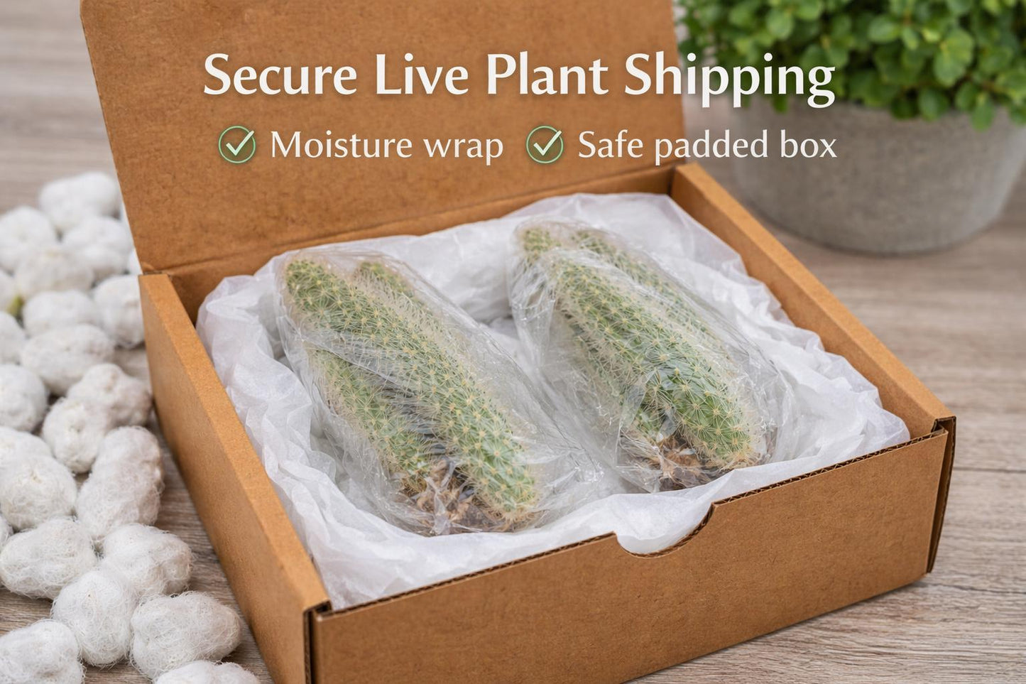 Close-up detail — Monkey Tail Cactus Plant | Cacti Nest