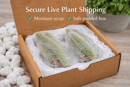 Close-up detail — Monkey Tail Cactus Plant | Cacti Nest