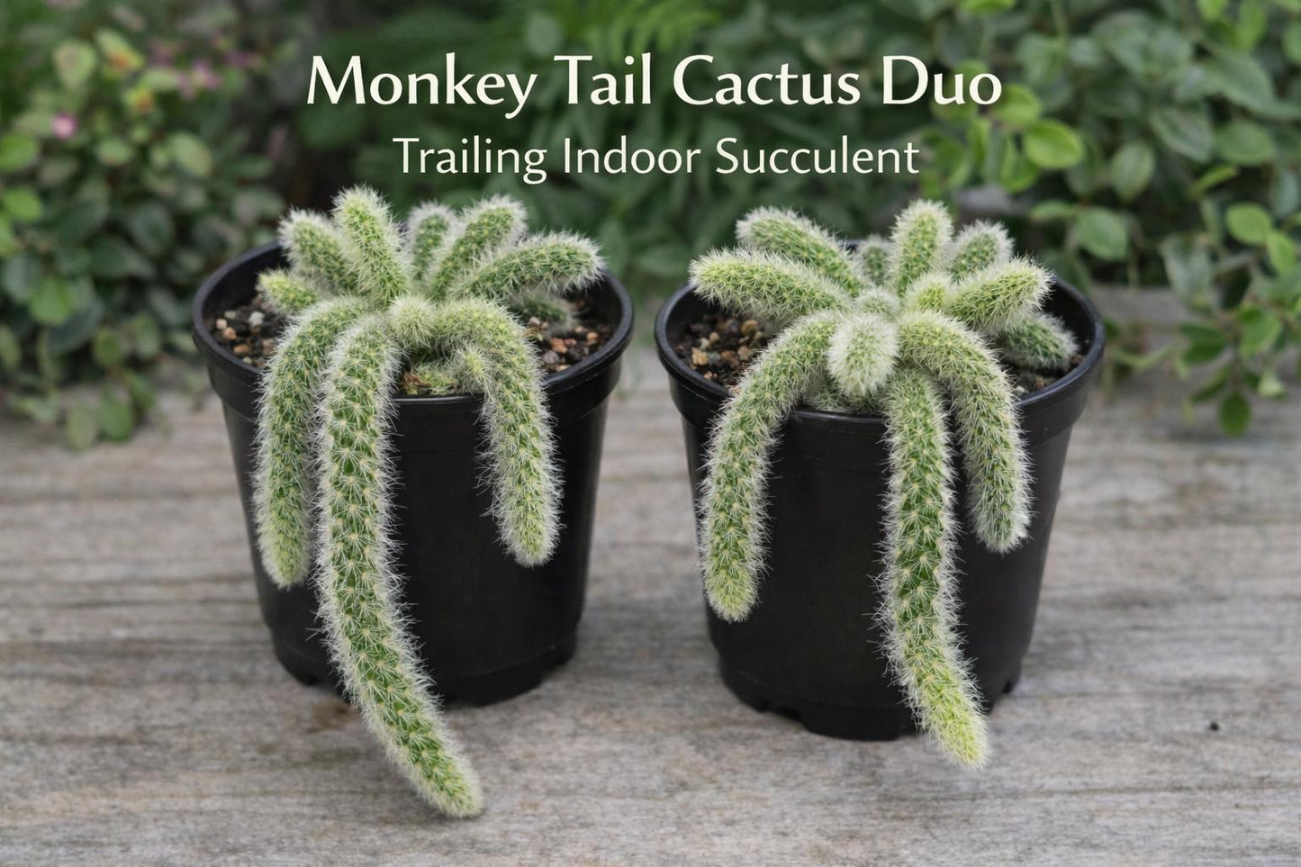Main product photo of Monkey Tail Cactus Plant, Trailing Indoor Succulent, Live Hanging Houseplant Gift, showing the primary view of the listing