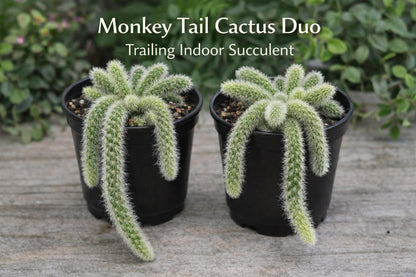 Main product photo of Monkey Tail Cactus Plant, Trailing Indoor Succulent, Live Hanging Houseplant Gift, showing the primary view of the listing