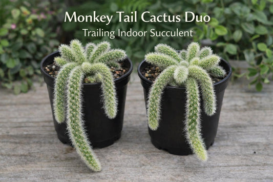 Main product photo of Monkey Tail Cactus Plant, Trailing Indoor Succulent, Live Hanging Houseplant Gift, showing the primary view of the listing