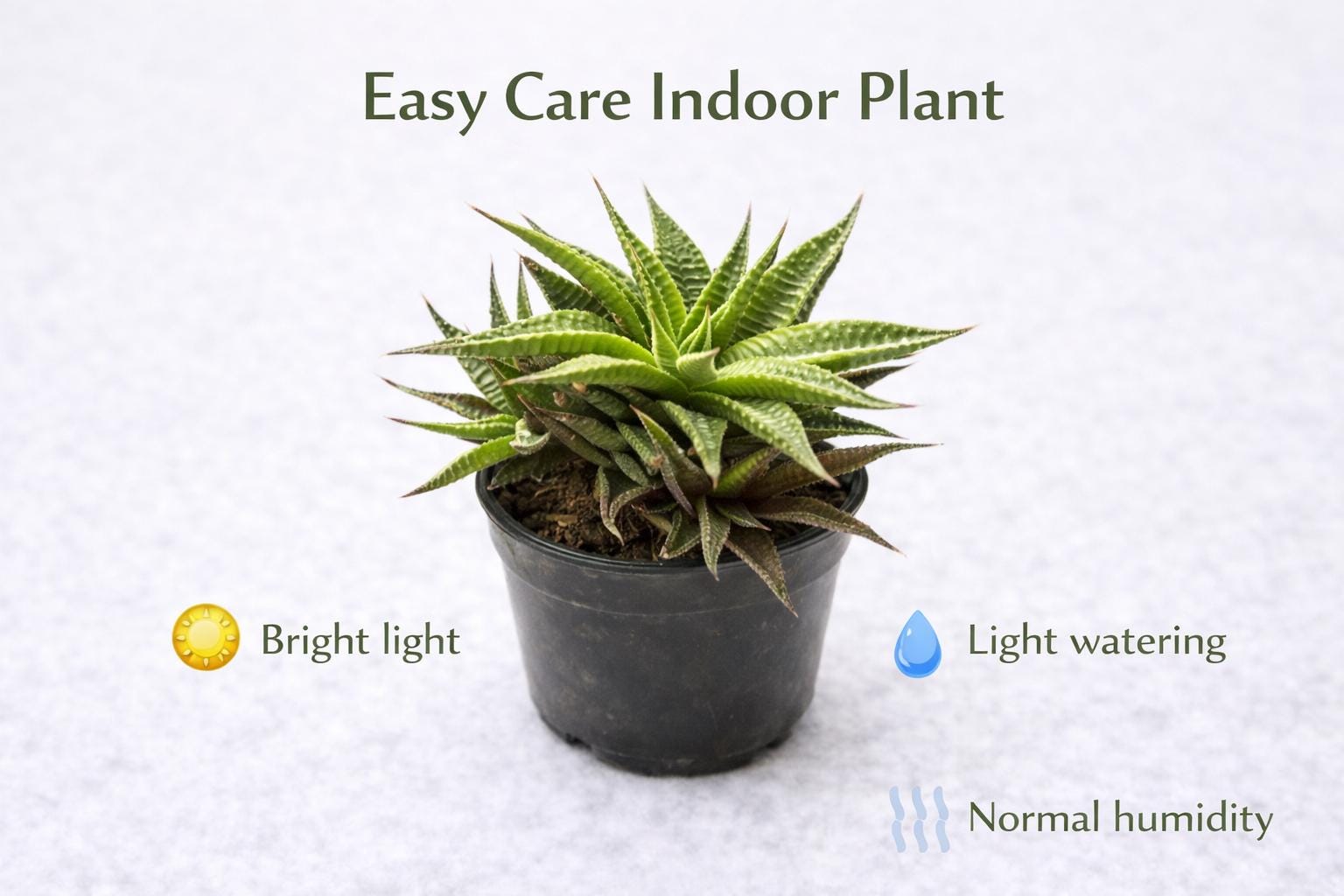 Alternate angle — Zebra Plant Succulent | Cacti Nest