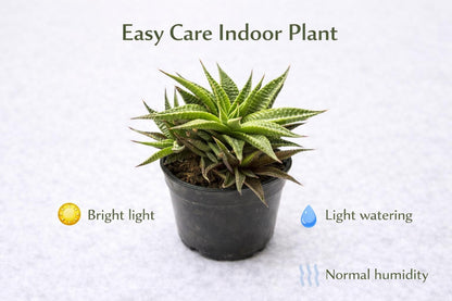 Alternate angle — Zebra Plant Succulent | Cacti Nest