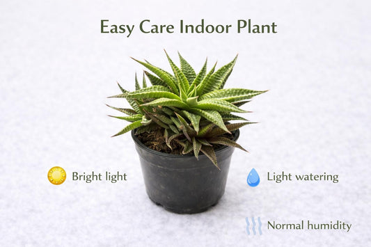 Alternate Angle of Zebra Plant Succulent, Easy Care Indoor Houseplant, Mini Potted Green Plant, Desk Décor Gift, Beginner Friendly, highlighting its succulent look and listing presentation