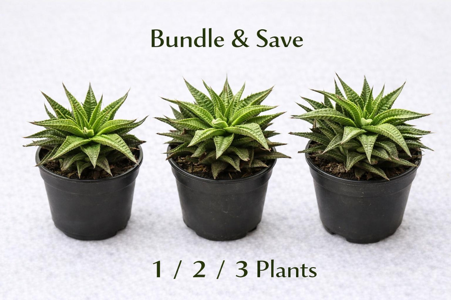 Side view — Zebra Plant Succulent | Cacti Nest