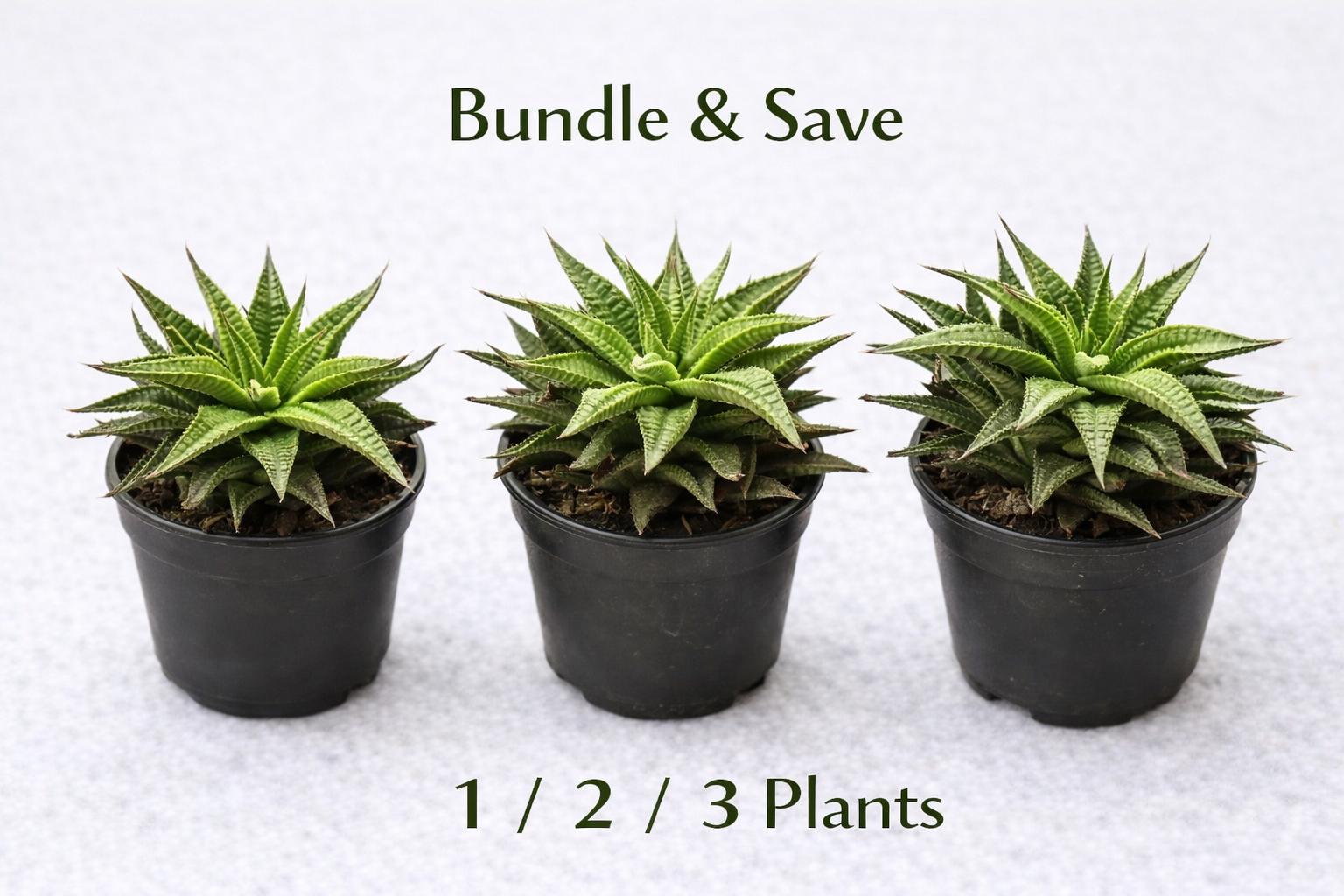 Side view — Zebra Plant Succulent | Cacti Nest