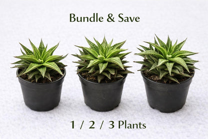 Side view — Zebra Plant Succulent | Cacti Nest