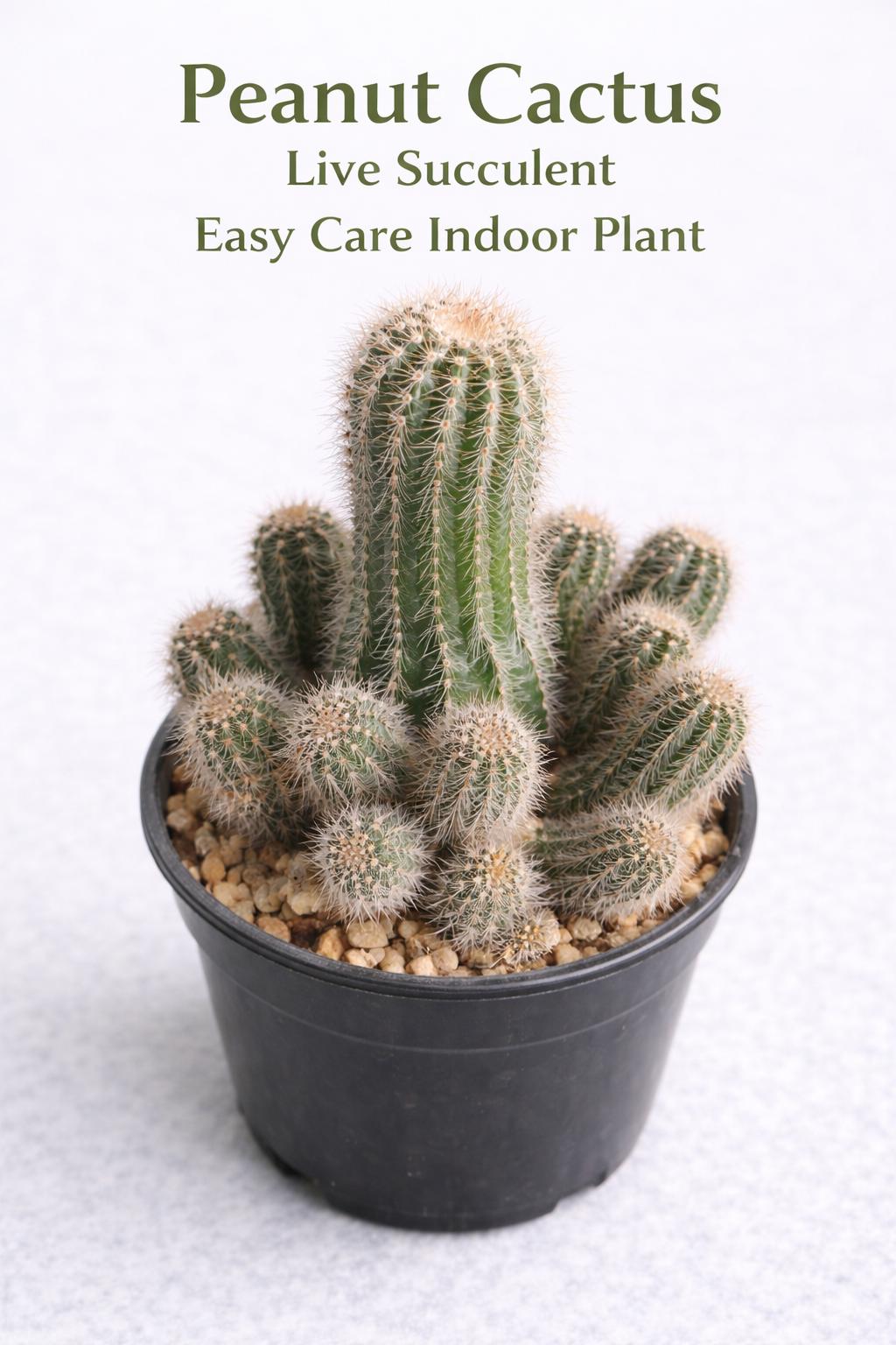 Main product photo of Peanut Cactus Live Succulent, Mini Indoor Cactus Plant, Easy Care Desk Houseplant, Small Decorative Gift, showing the primary view of the listing