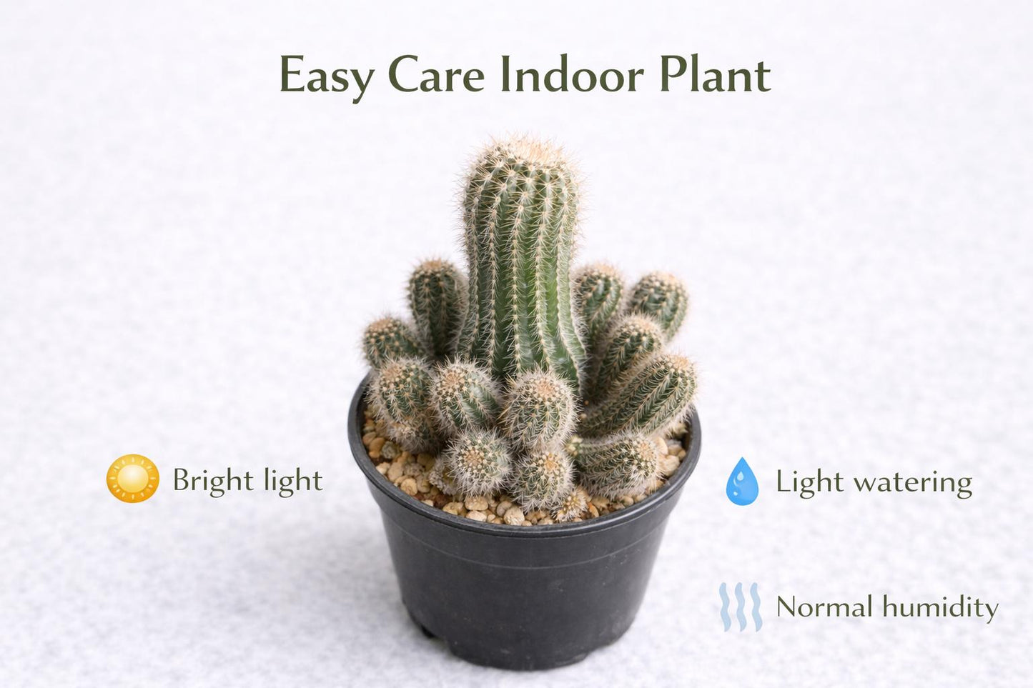 Alternate Angle of Peanut Cactus Live Succulent, Mini Indoor Cactus Plant, Easy Care Desk Houseplant, Small Decorative Gift, highlighting its cactus look and listing presentation