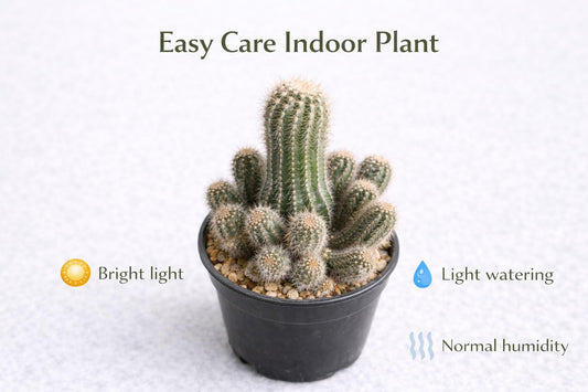 Alternate Angle of Peanut Cactus Live Succulent, Mini Indoor Cactus Plant, Easy Care Desk Houseplant, Small Decorative Gift, highlighting its cactus look and listing presentation