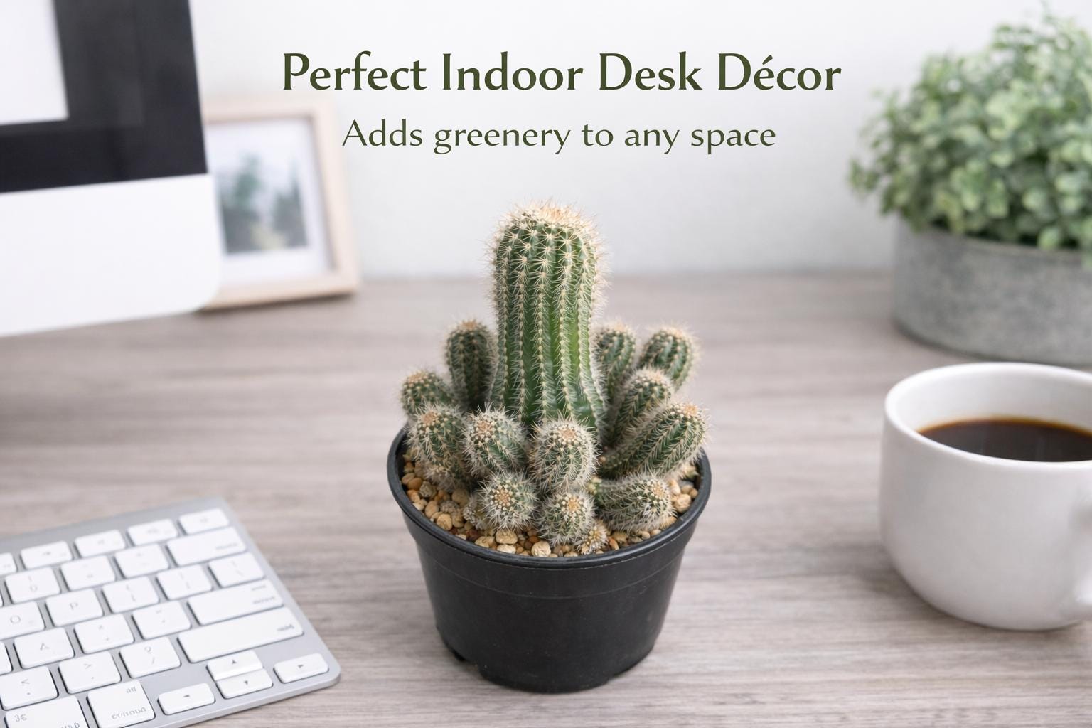 Side View of Peanut Cactus Live Succulent, Mini Indoor Cactus Plant, Easy Care Desk Houseplant, Small Decorative Gift, highlighting its cactus look and listing presentation