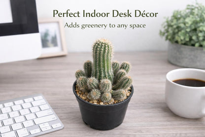 Side View of Peanut Cactus Live Succulent, Mini Indoor Cactus Plant, Easy Care Desk Houseplant, Small Decorative Gift, highlighting its cactus look and listing presentation