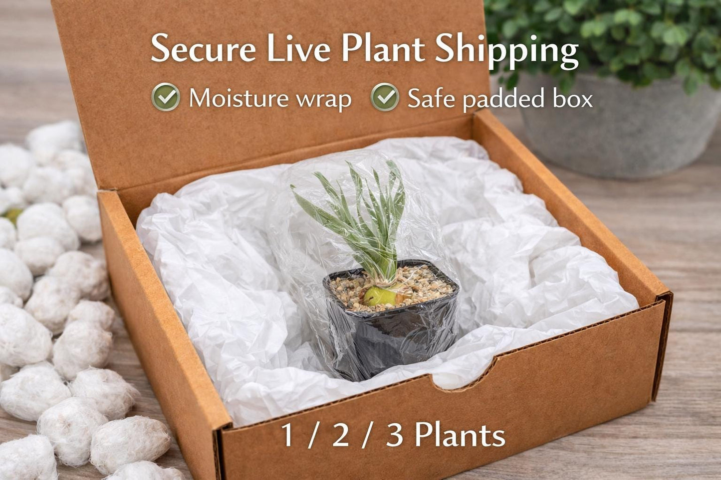 Side view — Spiral Leaf Succulent Live Plant | Cacti Nest