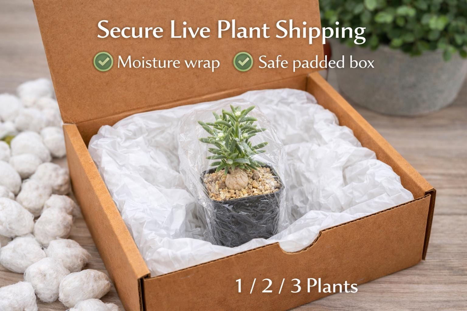 Side view — Mini Caudex Succulent Plant | Cacti Nest