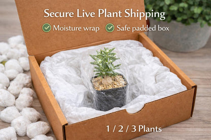 Side view — Mini Caudex Succulent Plant | Cacti Nest