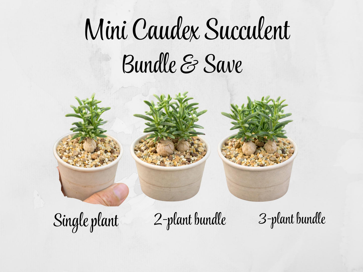 Alternate angle — Mini Caudex Succulent Plant | Cacti Nest