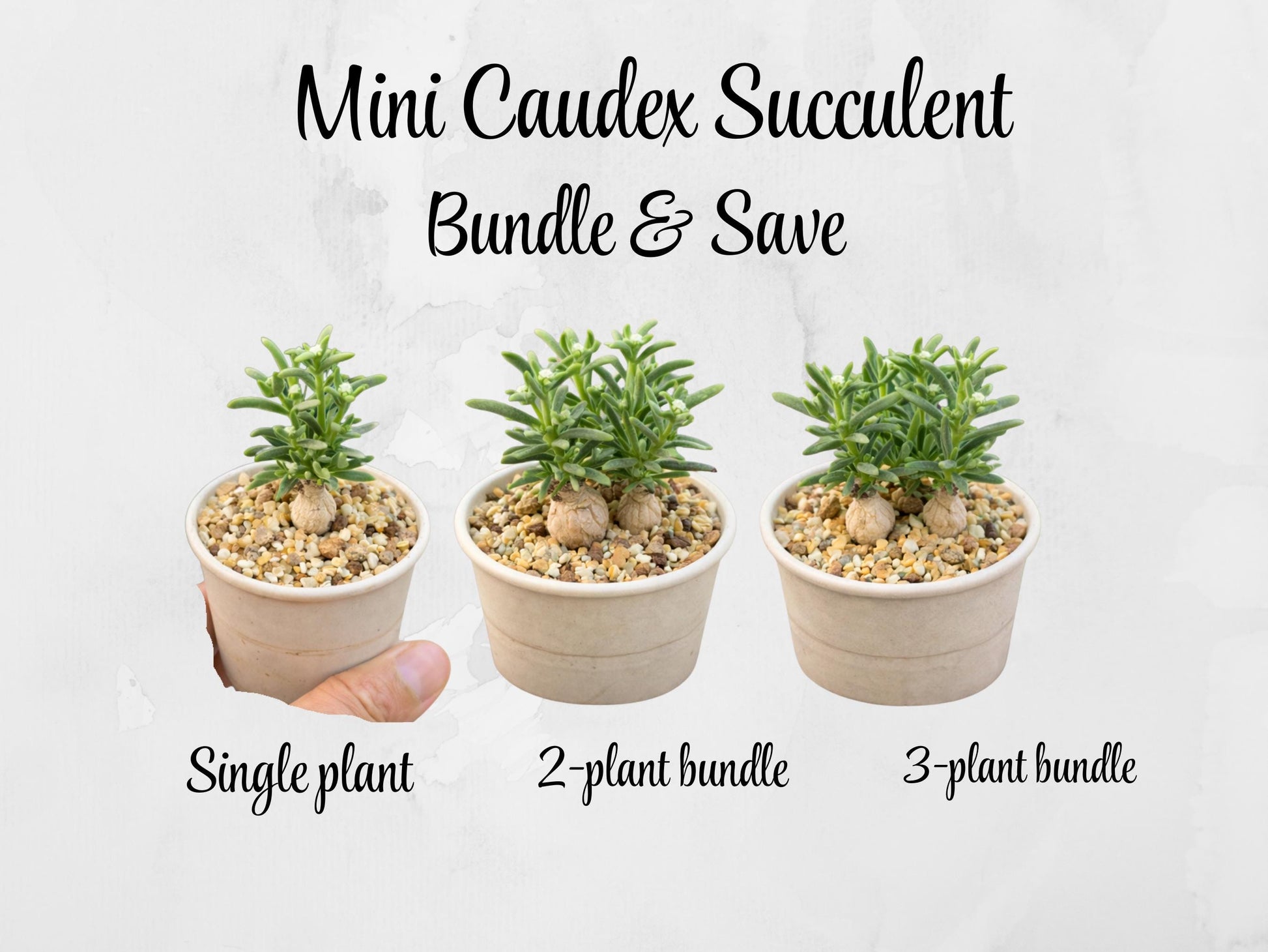 Alternate angle — Mini Caudex Succulent Plant | Cacti Nest