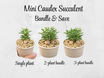 Alternate angle — Mini Caudex Succulent Plant | Cacti Nest