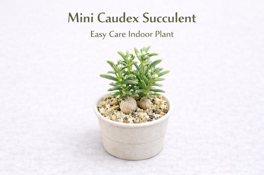 Main product photo of Mini Caudex Succulent Plant, Unique Potted Indoor Houseplant, Easy Care Desk Plant Decor, Small Live Plant Gift, showing the primary view of the listing