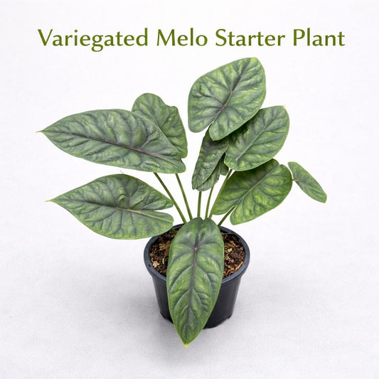 Main product photo of Variegated Melo Corm Starter, Live Indoor Tropical Plant, Easy Care Houseplant Gift, Beginner Friendly Desk Plant, showing the primary view of the listing