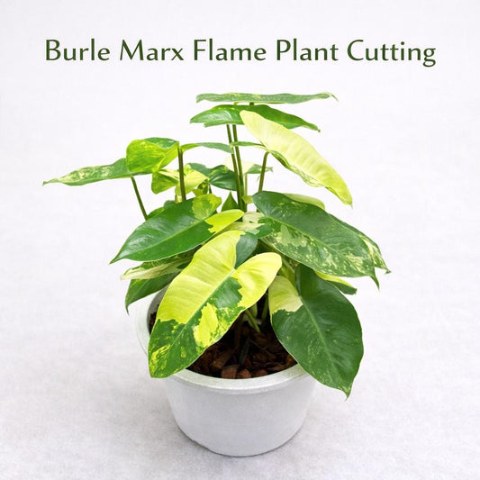 Main product photo of Burle Marx Flame Plant Cutting, Live Rooted Indoor Houseplant, Easy Care Tropical Desk Plant, Green Home Decor Gift, showing the primary view of the listing